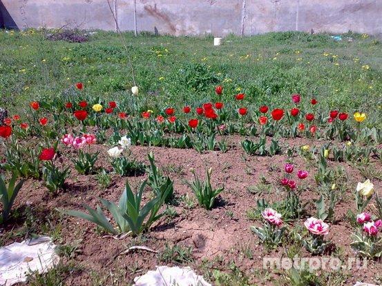 Участок 10 соток (28 на 36 метров) находится в городской черте в садоводческом обществе Авиатор, огорожен...