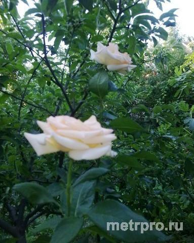 пгт Орджоникидзе, ул Дачная. Продажа дачи 80 кв.м, 5 соток. Дача двухэтажная, на берегу моря в садовом товариществе... - 2