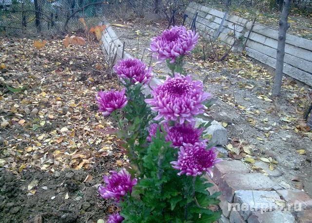 пгт Орджоникидзе, ул Дачная. Продажа дачи 80 кв.м, 5 соток. Дача двухэтажная, на берегу моря в садовом товариществе... - 17