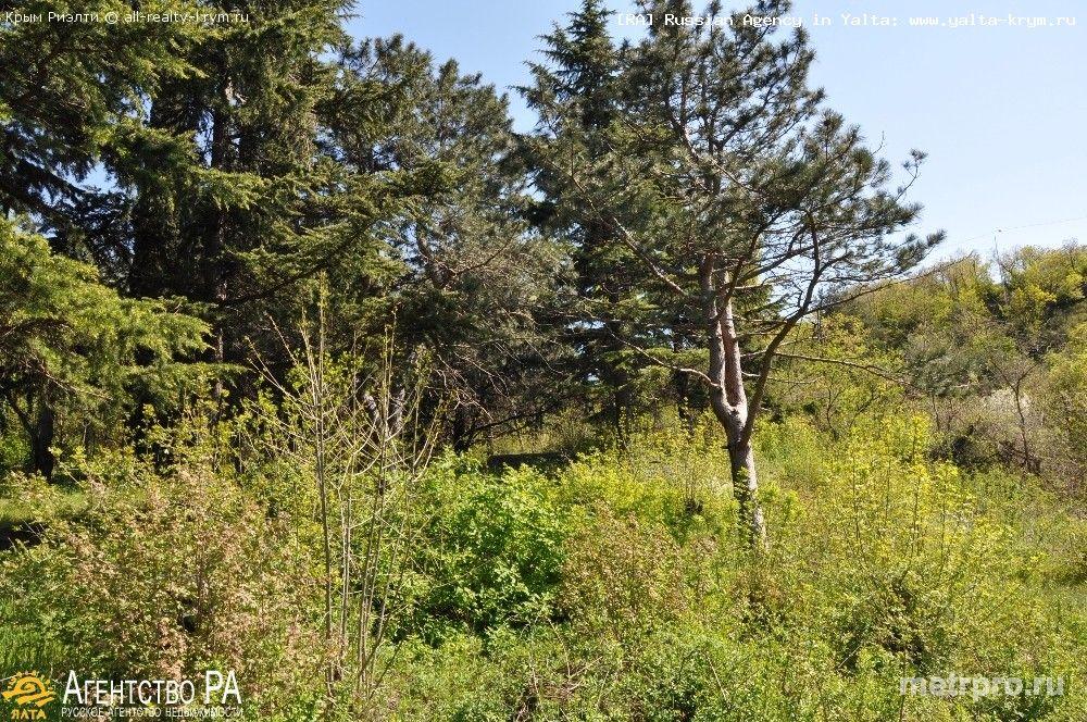 Продам: Участки в Крыму в г. Ялта, Массандра: продается земельный участок 8 соток в Массандре. Участок ровный, с... - 3