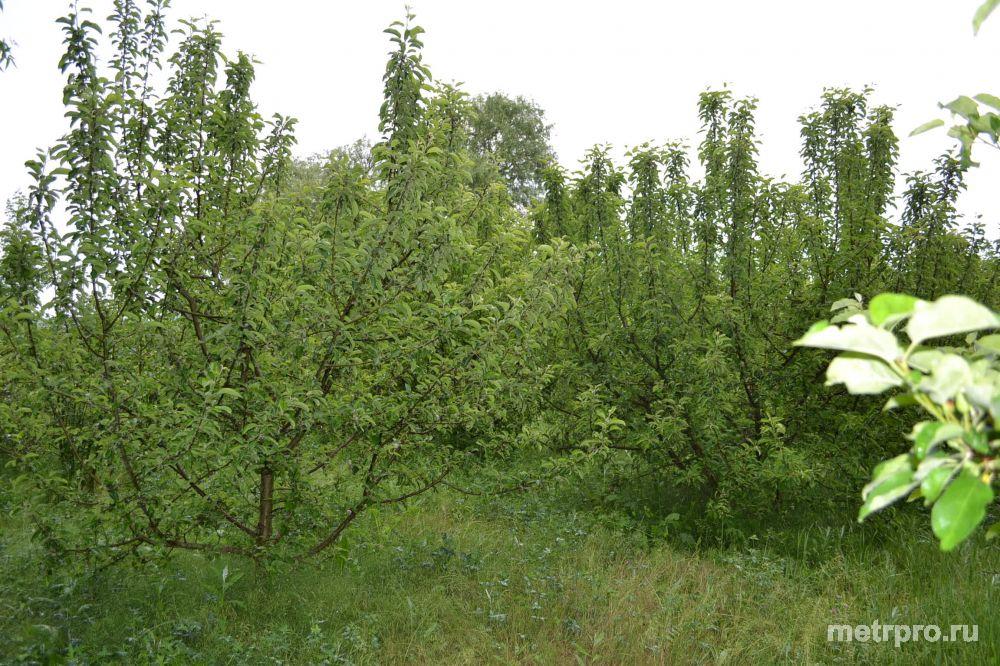 Участок в Живописном месте 25 соток, ИЖС ул.Конноармейская 2-а, село Гончарное. Участок разработан, имеется 5 соток... - 3