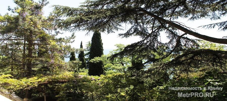 в красивейшем месте мисхорского парка,150м от пляжа,который на фото,лечебный воздух,реликтовые деревья,все... - 1