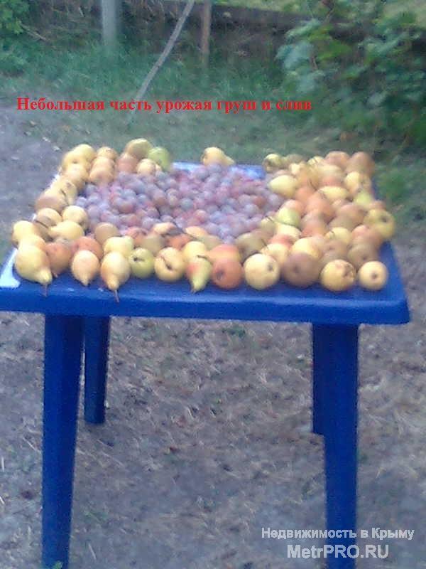 Дача в пгт. Орджоникидзе (10 км от г. Феодосии) в СПК 'Волна', готова для проживания, отдыха и лечения!  Материал... - 18