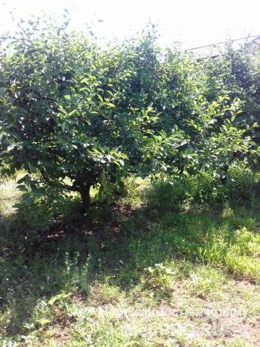 Продам земельный участок на Фиолентовском шоссе в ст Планер, район Автобата, 10 соток, участок ровный огороженный,... - 5