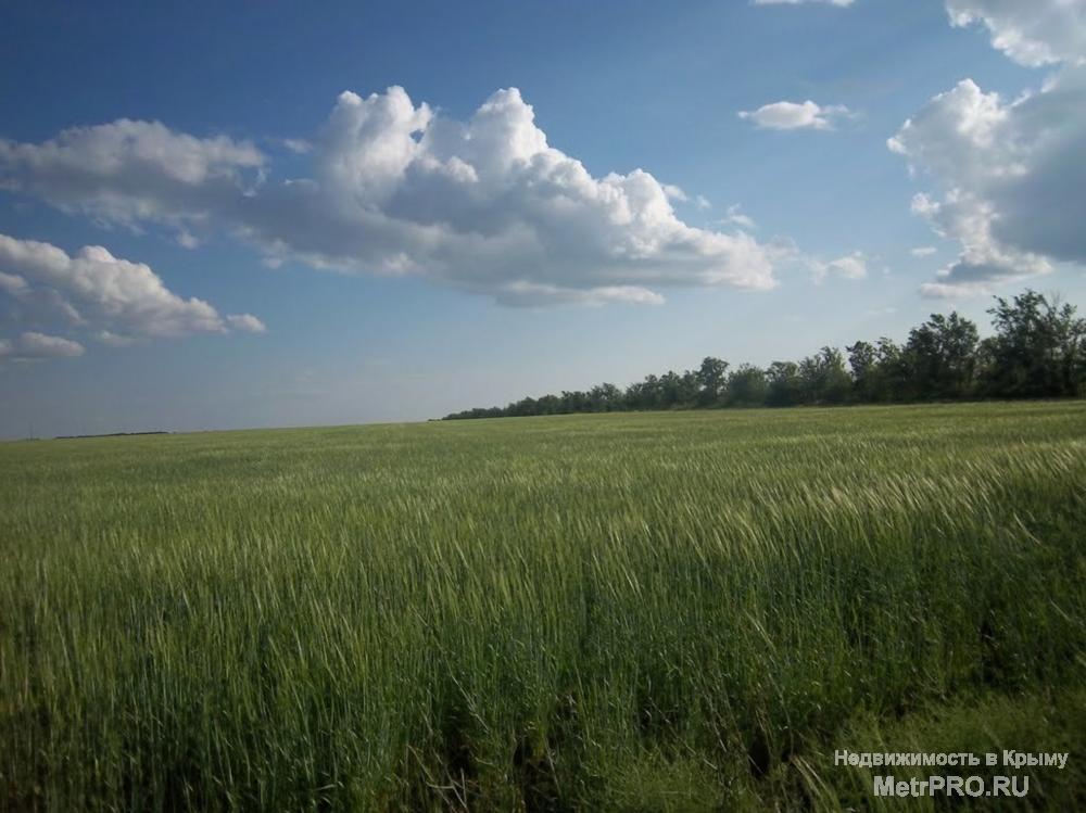 Продаю крестьянско-фермерское хозяйство в Крыму в Черноморском районе. Общая площадь земли: 6500 Га. Живое хозяйство:... - 1