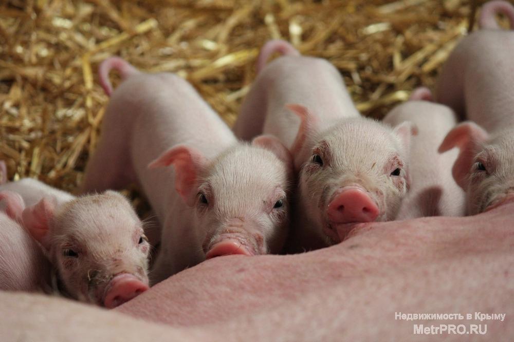 Продам свиноферму в Керчи  Предлагается к продаже комплекс для организации животноводческой фермы (без животных) в... - 1
