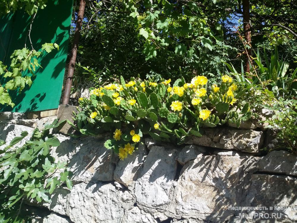 В районе Воронцовского парка в Алупке на ул. Ялтинской (до моря 10 минут пешком через парк) сдаю в частном секторе со... - 4