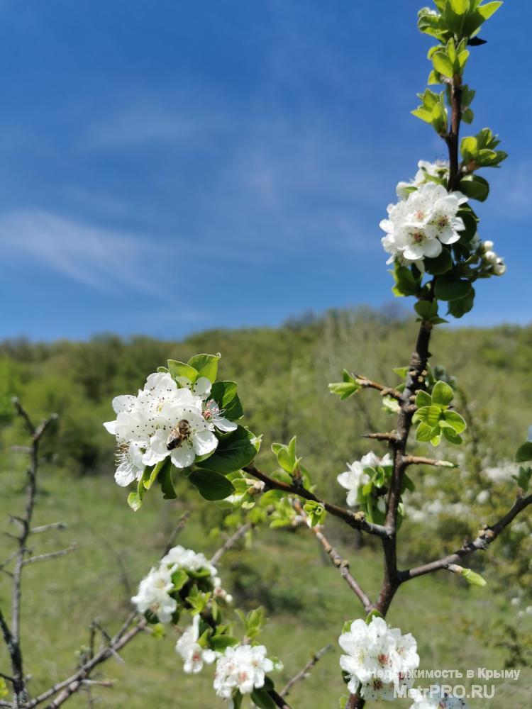 Республика Крым, г Алушта,  пос. Розовый, ул Ароматная.    В окружение леса, продается видовой земельный 11,87 соток... - 13