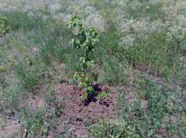 пгт Коктебель, пер Школьный. Продажа, 6 соток ИЖС. Участок...