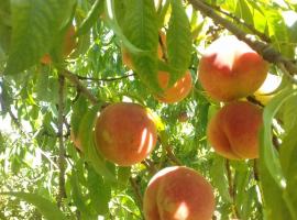 Продам молодой плодоносящий сад персика и черешни на участке 1.8...